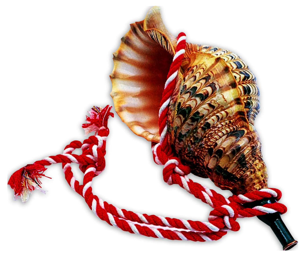 ほら貝　法螺貝